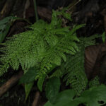 Asplenium uniseriale