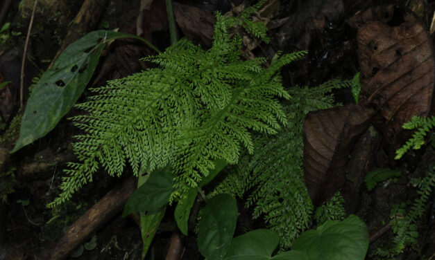 Asplenium uniseriale