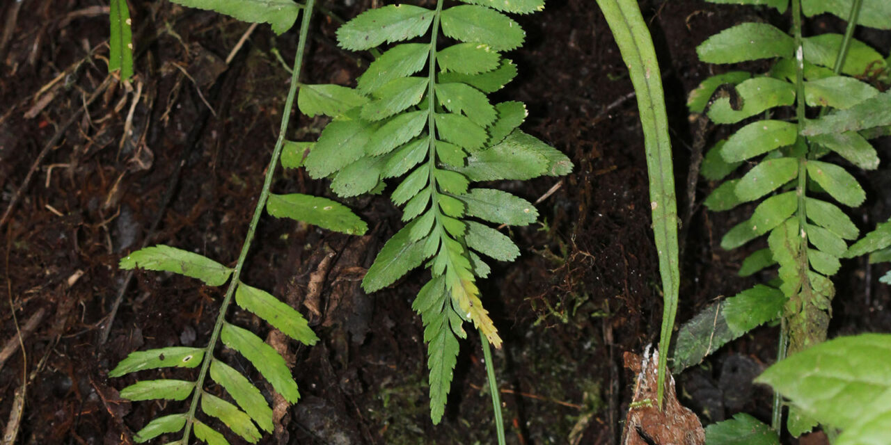 Asplenium auritum