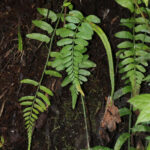 Asplenium auritum