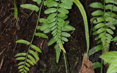 Asplenium auritum