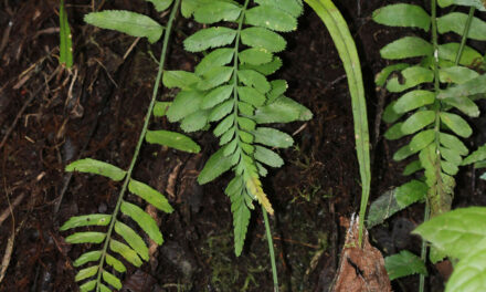 Asplenium auritum