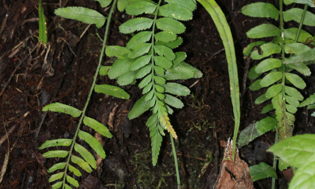 Asplenium auritum