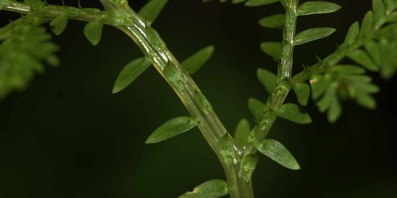 Selaginella kunzeana