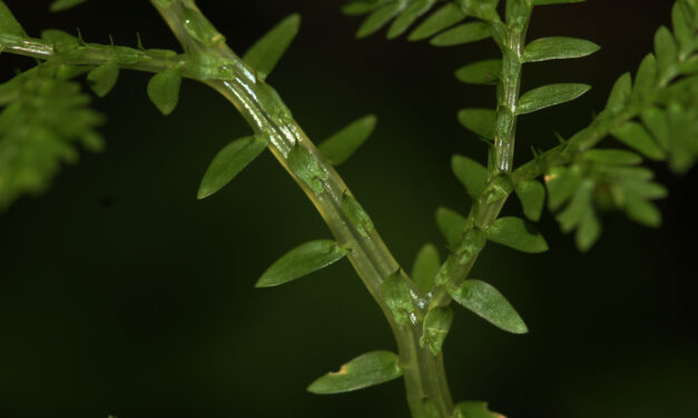 Selaginella kunzeana