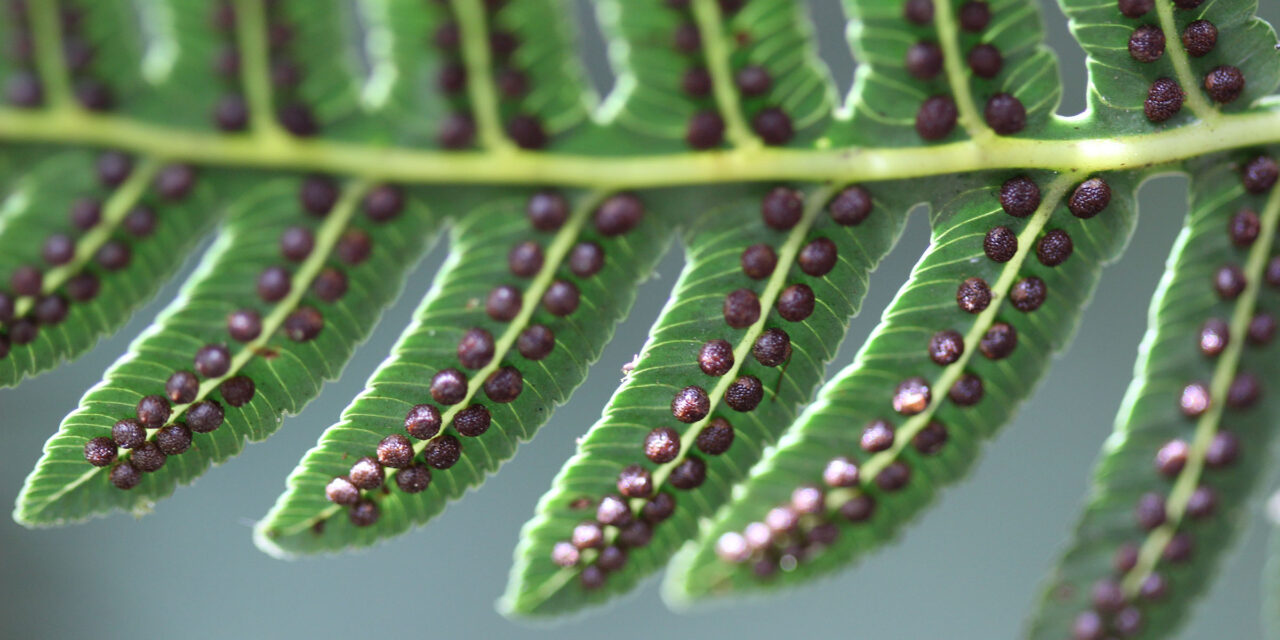 Cyathea longipetiolulata