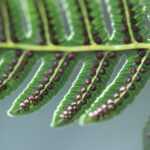 Cyathea longipetiolulata