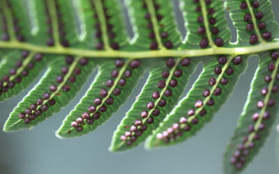 Cyathea longipetiolulata