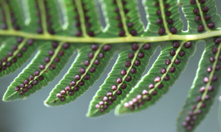 Cyathea longipetiolulata