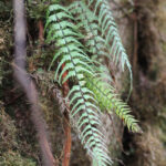 Asplenium dissectum