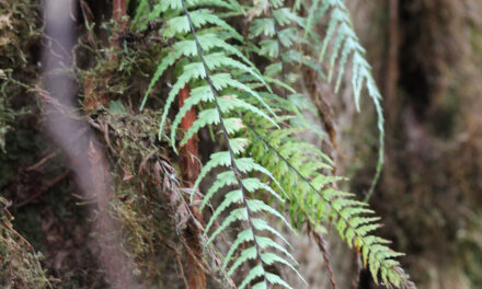 Asplenium dissectum