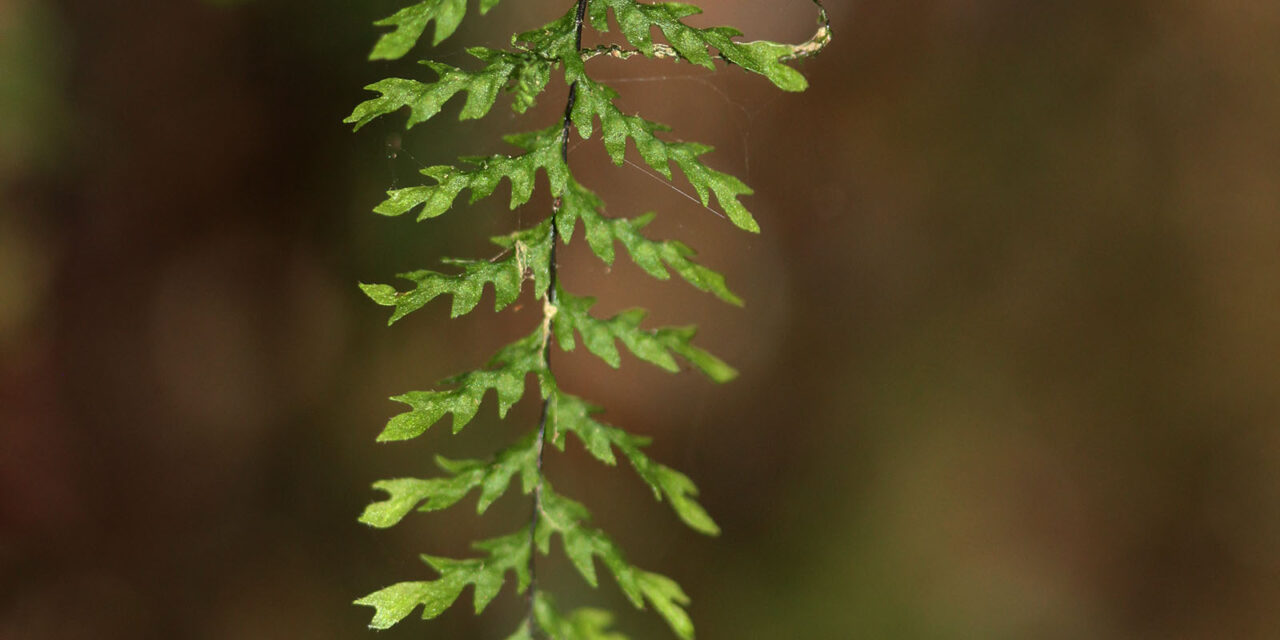 Moranopteris longisetosa