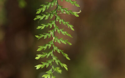 Moranopteris longisetosa