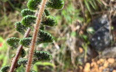 Jamesonia verticalis