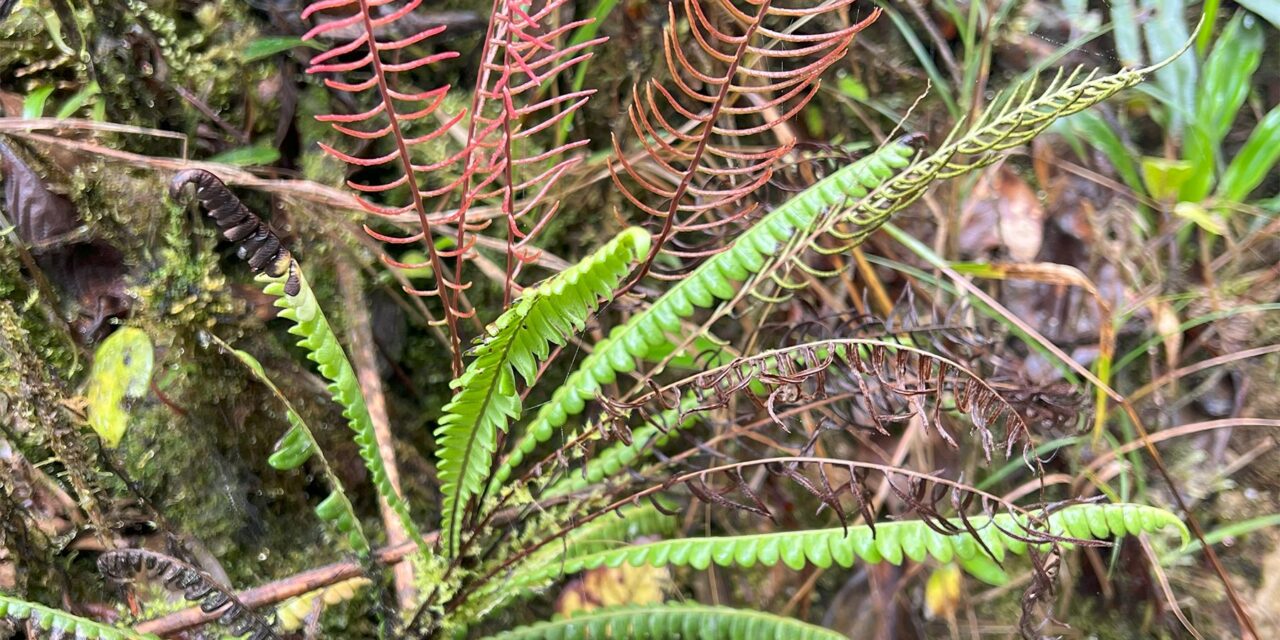 Austroblechnum lehmannii