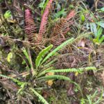 Austroblechnum lehmannii