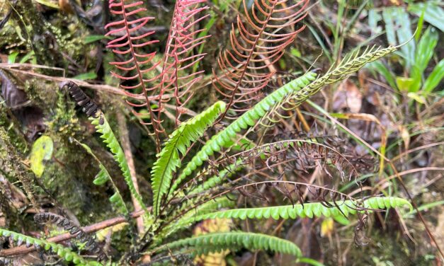 Austroblechnum lehmannii