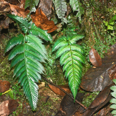 vb50_1 (Trichomanes elegans)