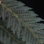 vb50_3 (Trichomanes elegans)