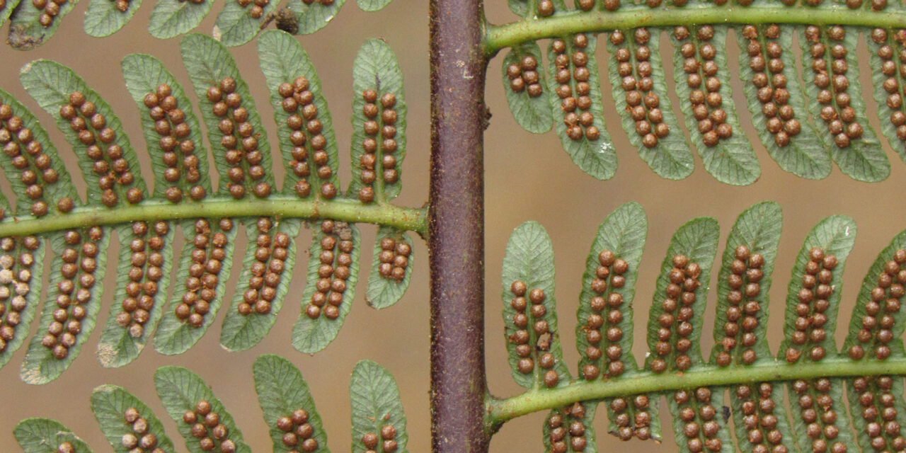 Cyathea lindeniana