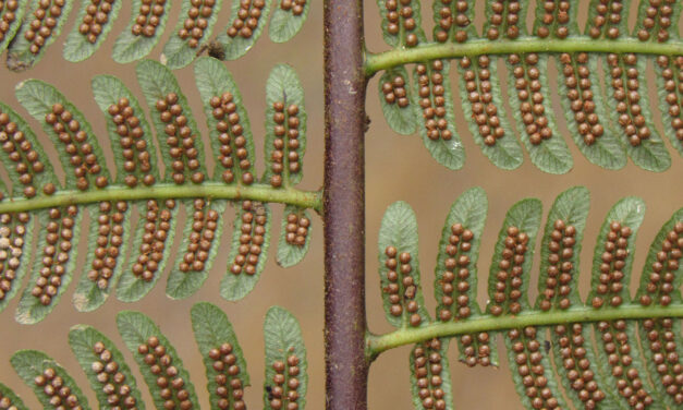 Cyathea lindeniana