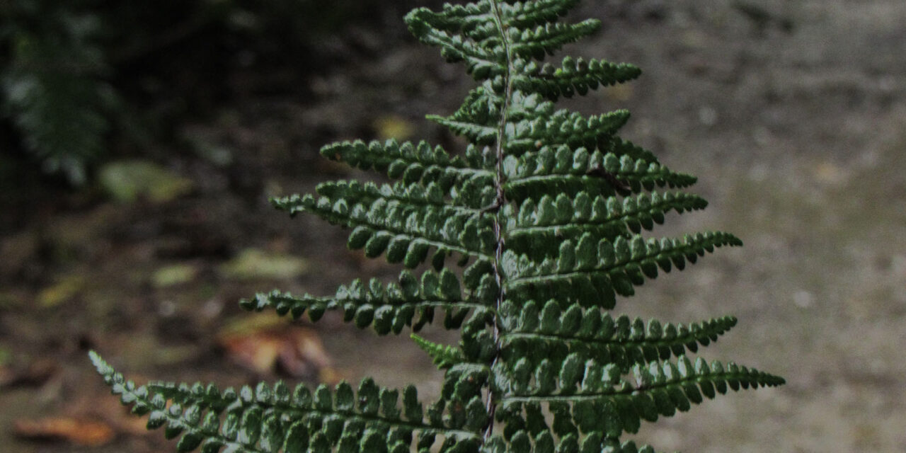 Pityrogramma tartarea