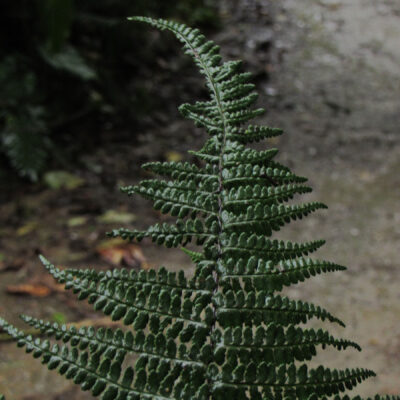 CASTRO 1737_1 (Pityrogramma tartarea)