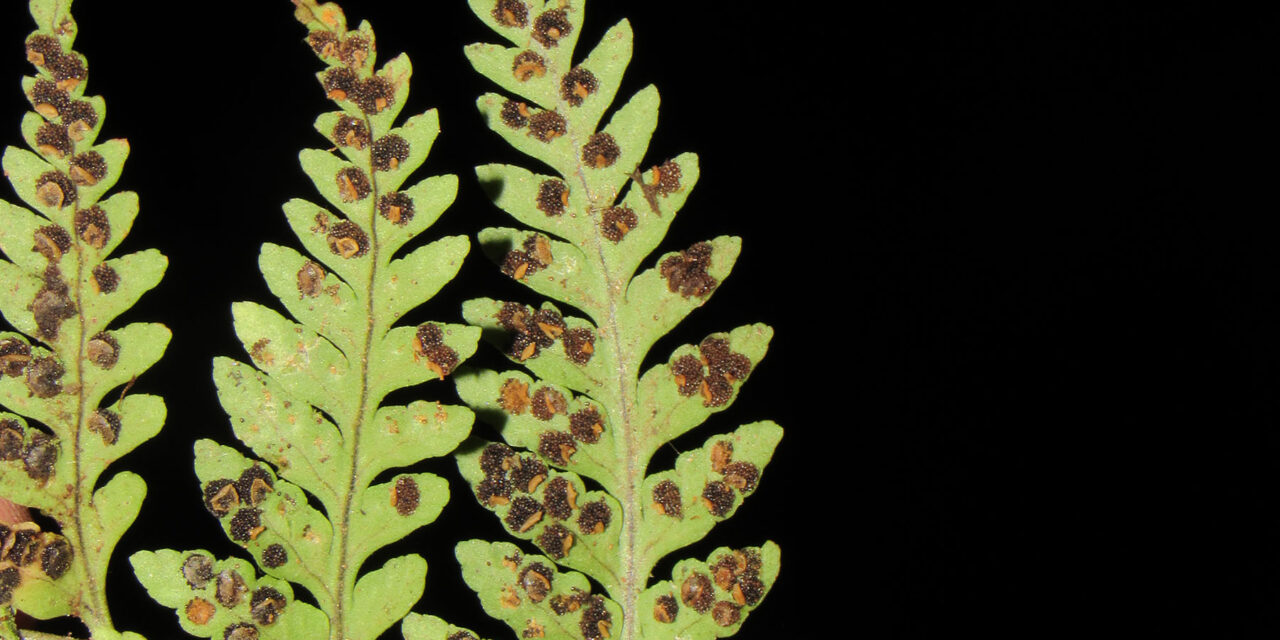 Dryopteris patula