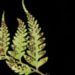 Dryopteris patula