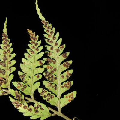 CASTRO 1738_5 (Dryopteris patula)