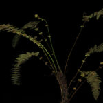 CASTRO 1739 _2 (Amauropelta longicaulis)