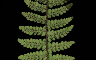 Amauropelta longicaulis