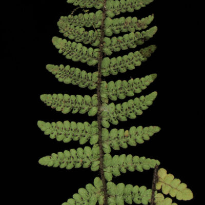 CASTRO 1739_4 (Amauropelta longicaulis)