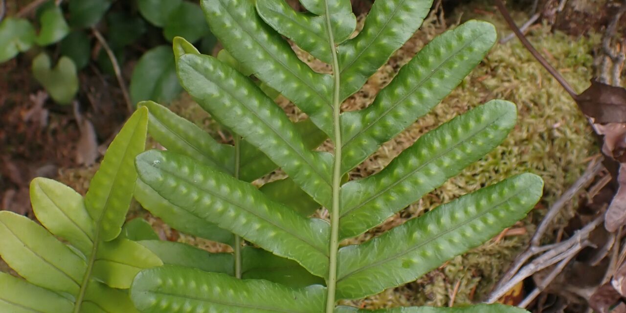 Polypodium scouleri