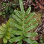 Polypodium scouleri