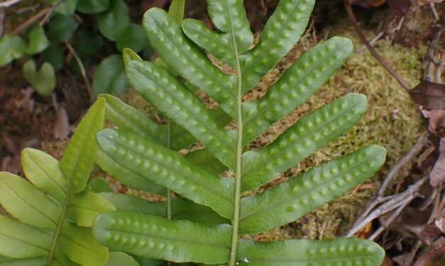 Polypodium scouleri