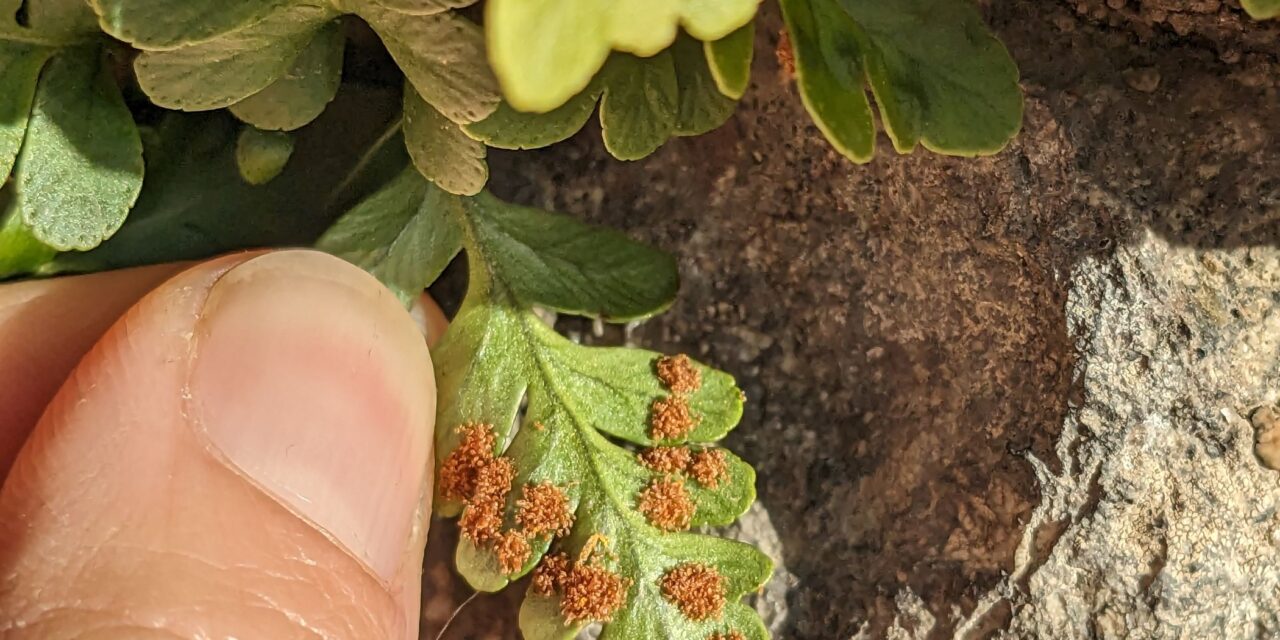 Polypodium amorphum