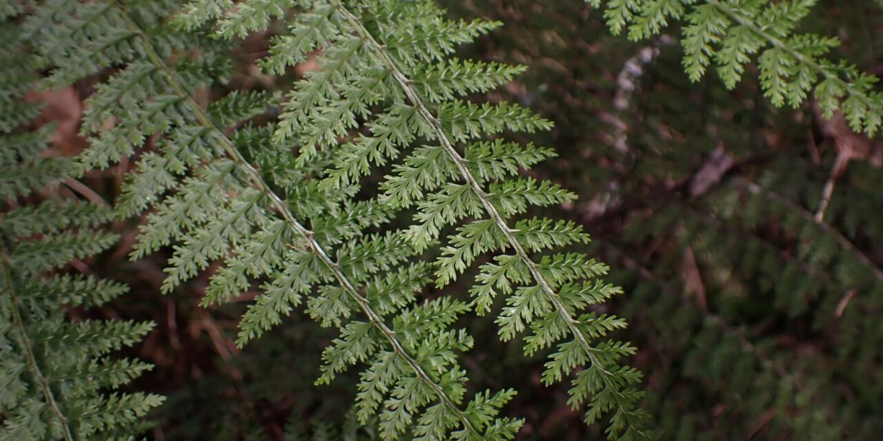 Athyrium microphyllum