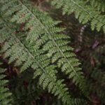 Athyrium microphyllum