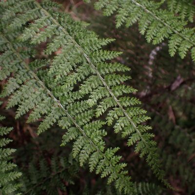 am_2 (Athyrium microphyllum)