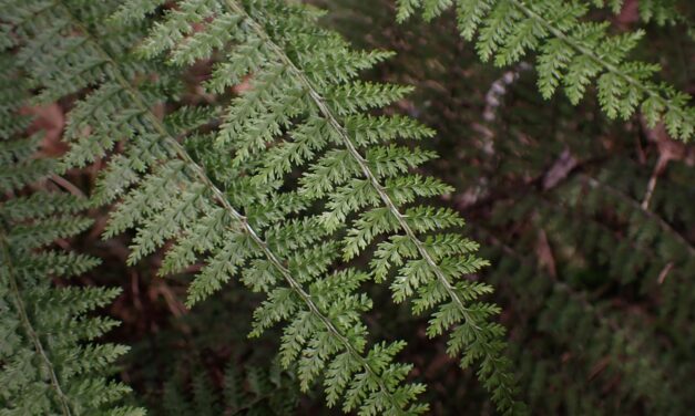 Athyrium microphyllum