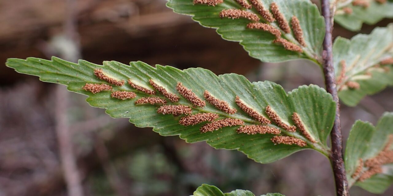 Asplenium polyodon