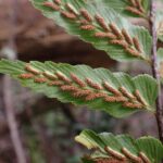 Asplenium polyodon