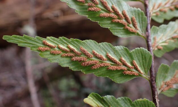 Asplenium polyodon