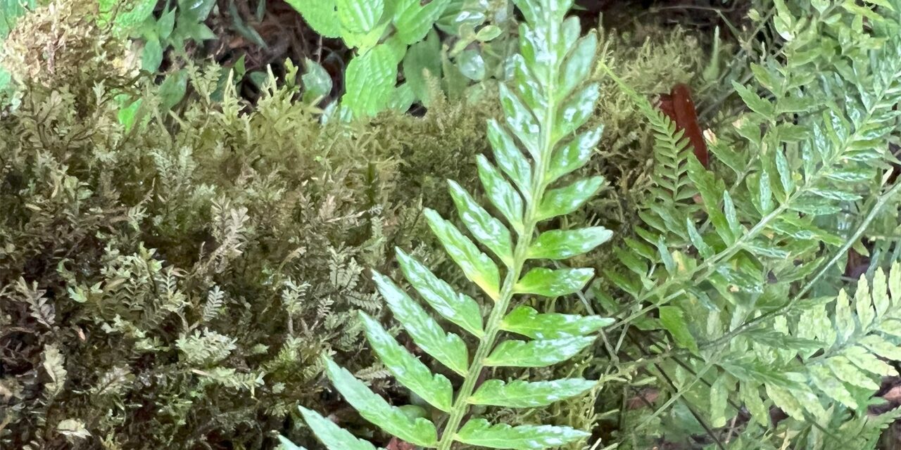 Asplenium