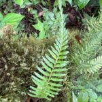 Asplenium