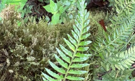 Asplenium