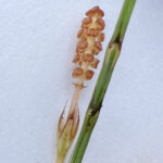 Equisetum bogotense