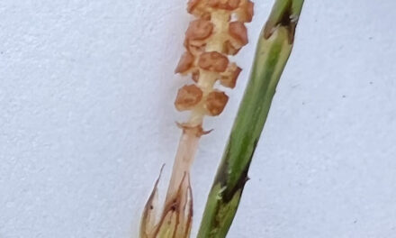 Equisetum bogotense