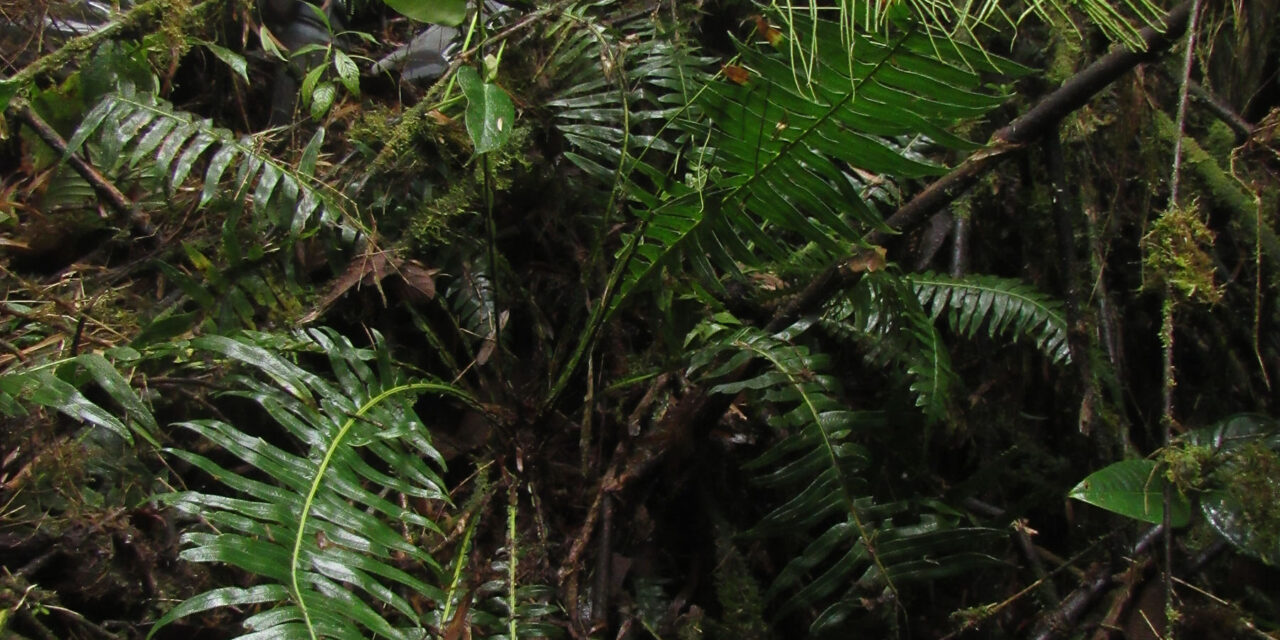 Austroblechnum wardiae